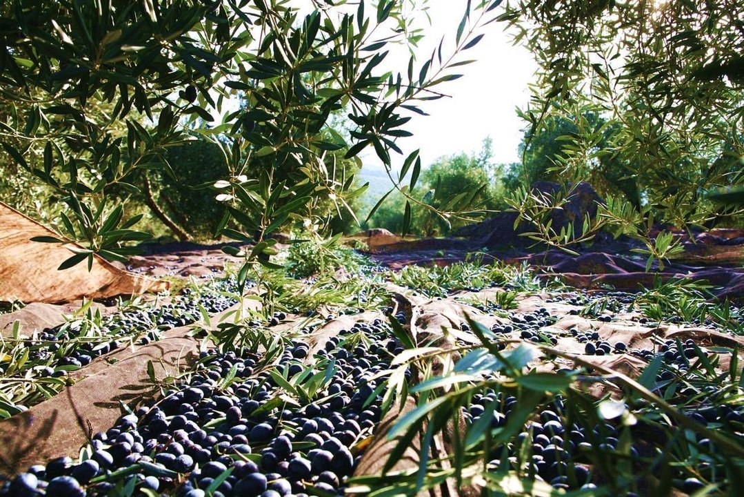 Recogida de aceitunas en un olivar de Andalucía.