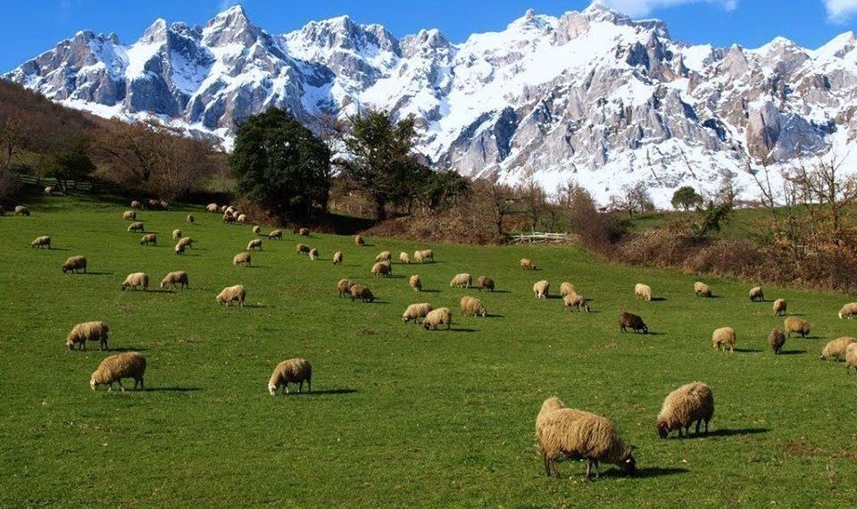 Rebaño de ovejas en Cantabria, con los Picos de Europa al fondo.