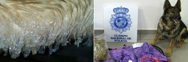Detalle del pelo congelado de un perro, y foto de una operación policial con estos animales detectores.