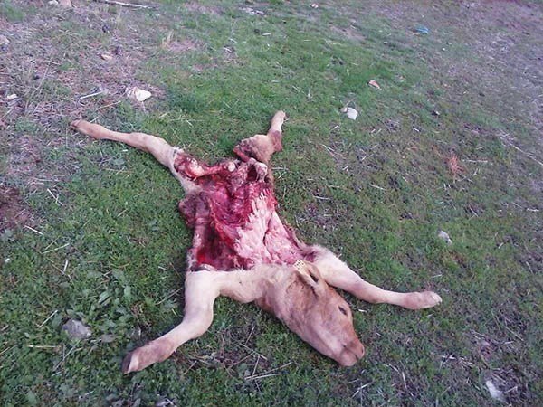 Cadáver de una oveja muerta en Guadalajara por el ataque de un lobo.