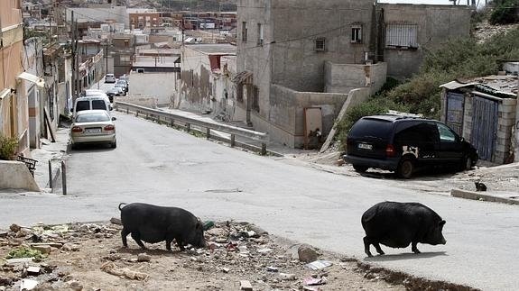 Cerdos vietnamitas en Los Mateos.