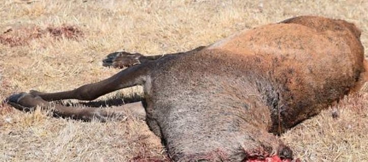 Uno de los ciervos encontrado muerto y sin cabeza en Palencia (Foto: Ecologistas en Acción).
