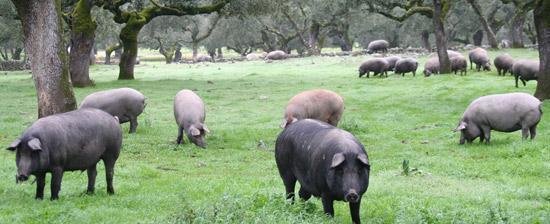 Cerdos en la Sierra de Jabugo (Huelva)